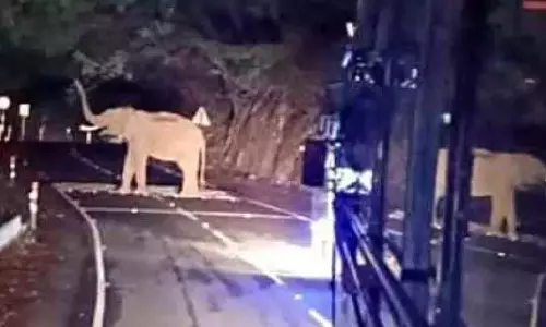 Kerala: वन विभाग ने वालपराई में पर्यटकों के रात्रिकालीन भ्रमण पर प्रतिबंध लगाया