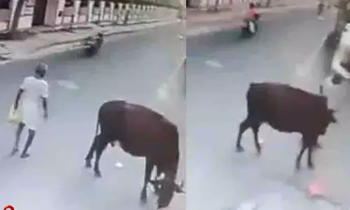 Ambattur में आवारा गाय ने पूर्व सैनिक को घायल किया Ambattur में आवारा गाय ने पूर्व सैनिक को घायल किया