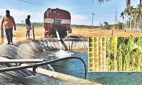 सुपारी की खेती को बचाने के लिए किसान किराये के टैंकरों का सहारा ले रहे