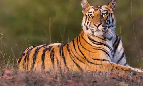 Odisha: अखिल भारतीय बाघ गणना 2026 की गणना अक्टूबर में शुरू होगी