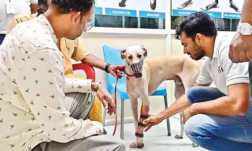 Visakhapatnam: मेडटेक जोन में पालतू जानवरों के लिए कृत्रिम अंग लगाने की प्रक्रिया शुरू Visakhapatnam: मेडटेक जोन में पालतू जानवरों के लिए कृत्रिम अंग लगाने की प्रक्रिया शुरू