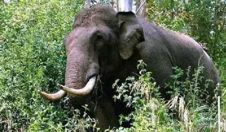 जंगली हाथी ने युवक को कुचलकर मार डाला, मां के साथ बाइक पर जा रहा था, तभी... जंगली हाथी ने युवक को कुचलकर मार डाला, मां के साथ बाइक पर जा रहा था, तभी...