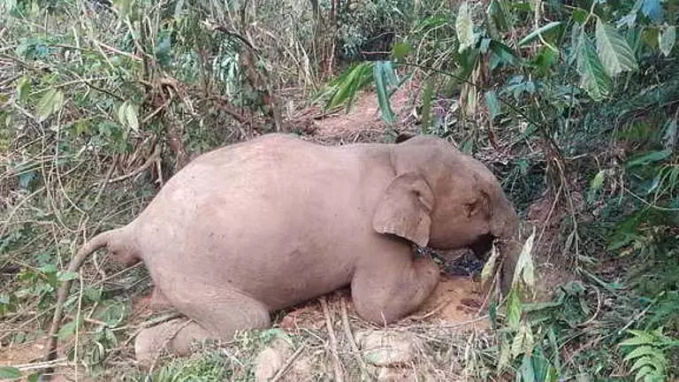 Odisha के अथागढ़ जंगल में मादा हाथी मृत पाई गई Odisha के अथागढ़ जंगल में मादा हाथी मृत पाई गई