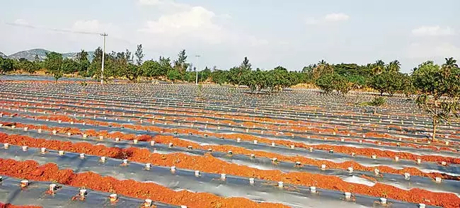 Andhra : पौधों की सुरक्षा के लिए एक बढ़िया विचार Andhra : पौधों की सुरक्षा के लिए एक बढ़िया विचार