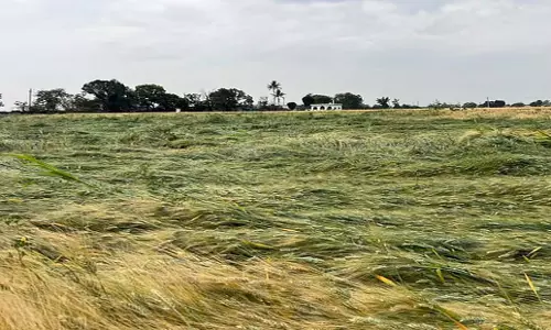 Tamil Nadu: कोडई के 358 किसानों को 13 लाख रुपये का मुआवजा मिला