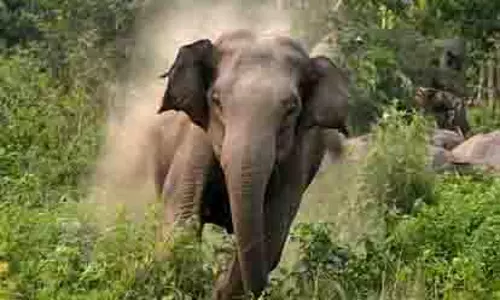 Kerala के पलक्कड़ में जंगली हाथी ने युवक को कुचलकर मार डाला Kerala के पलक्कड़ में जंगली हाथी ने युवक को कुचलकर मार डाला