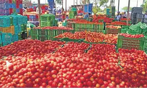 कम मांग और अधिक आपूर्ति से Chittoor के टमाटर उत्पादक प्रभावित