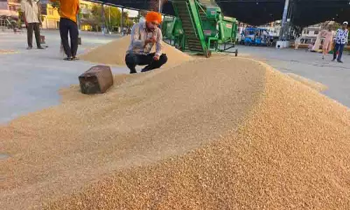 Punjab: गेहूं खरीद के लिए सभी तैयारियां पूरी