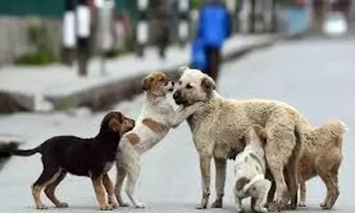 Himachal Pradesh: तेजी से फैल रहा वायरस,हो सकता है जानलेवा साबित Himachal Pradesh: तेजी से फैल रहा वायरस,हो सकता है जानलेवा साबित