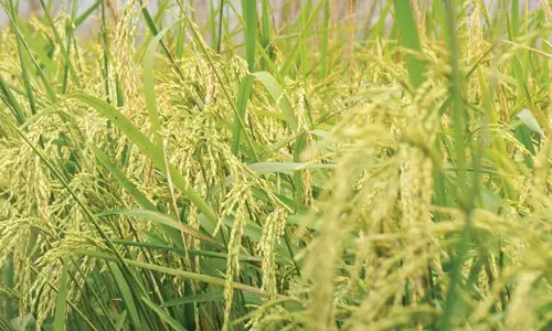 Haryana : दलाल ने प्रधानमंत्री फसल बीमा योजना के तहत 300 करोड़ रुपये के घोटाले का आरोप लगाया Haryana : दलाल ने प्रधानमंत्री फसल बीमा योजना के तहत 300 करोड़ रुपये के घोटाले का आरोप लगाया