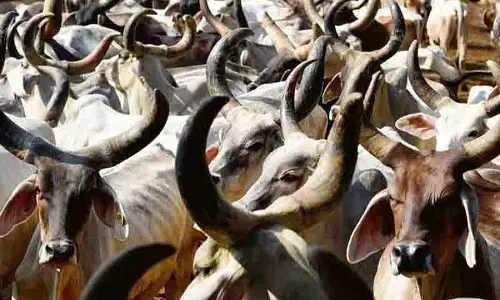 Punjab में पशुधन की संख्या में 5.78 लाख की गिरावट, बड़ी चिंता