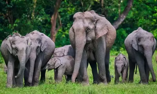 Kerala: सड़क किनारे दो हाथियों की प्राकृतिक कारणों से मौत हो गई