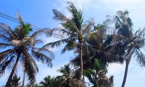 Kerala: Coconuts started selling at high prices