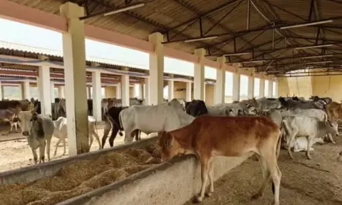 Manipur: नोनी में बिजली गिरने से तीन गायों और बछड़े की मौत Manipur: नोनी में बिजली गिरने से तीन गायों और बछड़े की मौत