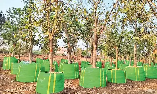 Andhra: सड़कों और पार्कों के किनारे पौधों को लगाने की व्यवस्था भी की Andhra: सड़कों और पार्कों के किनारे पौधों को लगाने की व्यवस्था भी की