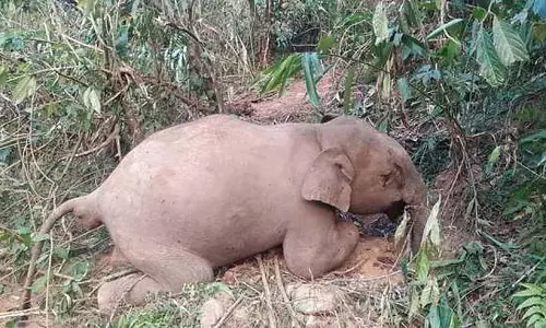 Odisha के अथागढ़ जंगल में मादा हाथी मृत पाई गई