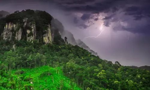 Panama: अपने दुश्मनों को बिजली से मारने में सक्षम हो गया यह उष्णकटिबंधीय वृक्ष