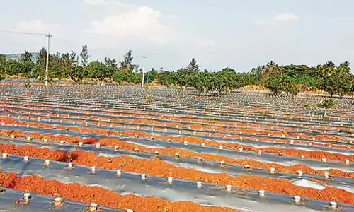 Andhra : पौधों की सुरक्षा के लिए एक बढ़िया विचार