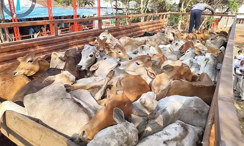 Telangana: बूचड़खाने ले जाए जा रहे 68 मवेशी जब्त