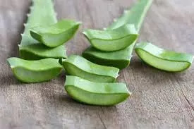 Health: एलोवेरा के सेवन के चमत्कारी फायदे, सेहत और सौंदर्य दोनों के लिए है फायदेमंद Health: एलोवेरा के सेवन के चमत्कारी फायदे, सेहत और सौंदर्य दोनों के लिए है फायदेमंद