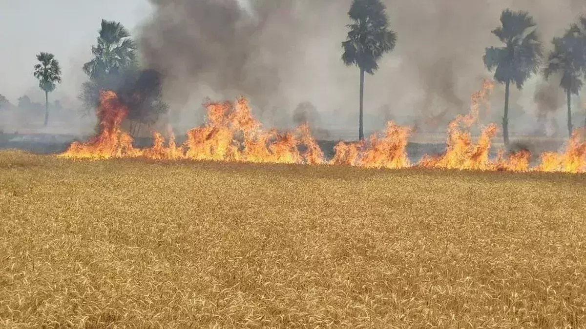 Nawada: खेतों में आग लगने से 30 बीघा गेहूं स्वाहा, किसानों में हाहाकार Nawada: खेतों में आग लगने से 30 बीघा गेहूं स्वाहा, किसानों में हाहाकार