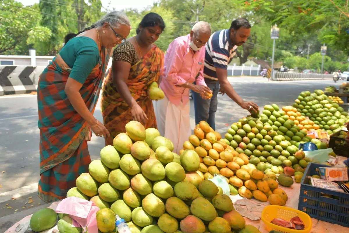 Tamil Nadu: सेलम में आम का मौसम शुरू हो गया Tamil Nadu: सेलम में आम का मौसम शुरू हो गया