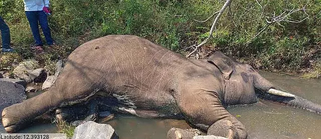 हाथियों के बीच संघर्ष: नर हाथी की मौत हाथियों के बीच संघर्ष: नर हाथी की मौत