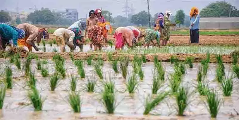 Punjab ने पानी की अधिक खपत करने वाली धान की किस्म पूसा-44 पर प्रतिबंध लगाया Punjab ने पानी की अधिक खपत करने वाली धान की किस्म पूसा-44 पर प्रतिबंध लगाया