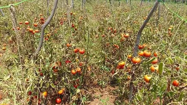 Tamil Nadu : टमाटर की गिरती कीमतों से किसान परेशान Tamil Nadu : टमाटर की गिरती कीमतों से किसान परेशान