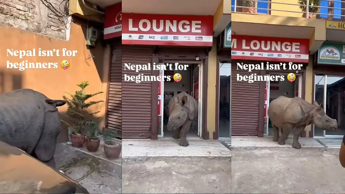 ATM पर दिखे दो गैंडे, एक अंदर और दूसरा बाहर, देखें VIDEO ATM पर दिखे दो गैंडे, एक अंदर और दूसरा बाहर, देखें VIDEO
