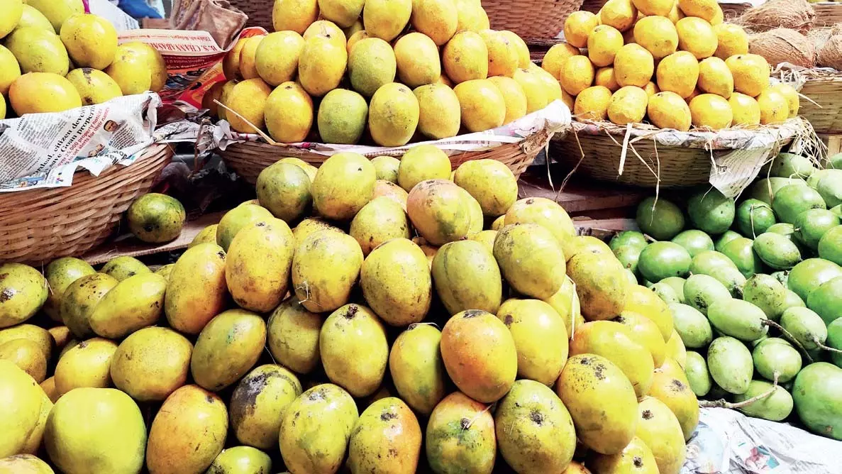 बेमौसम बारिश से Margao में आम की कमी, कीमतें बढ़ीं बेमौसम बारिश से Margao में आम की कमी, कीमतें बढ़ीं