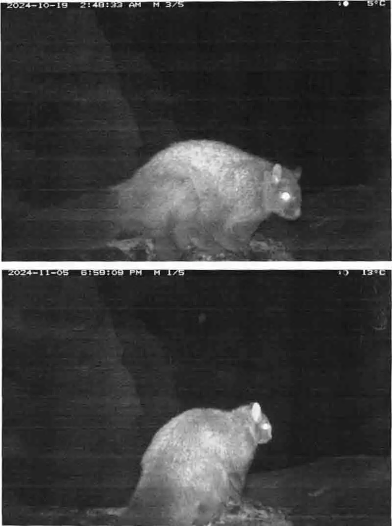 पहली बार Lahaul की मियार घाटी में ऊनी उड़ने वाली गिलहरी देखी गई पहली बार Lahaul की मियार घाटी में ऊनी उड़ने वाली गिलहरी देखी गई