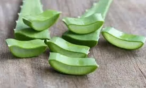 Health: एलोवेरा के सेवन के चमत्कारी फायदे, सेहत और सौंदर्य दोनों के लिए है फायदेमंद