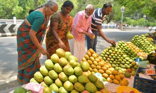 Tamil Nadu: सेलम में आम का मौसम शुरू हो गया Tamil Nadu: सेलम में आम का मौसम शुरू हो गया