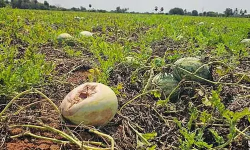 रासायनिक मिलावट की अफवाह: तारो जमीन पर बर्बाद हो रहा है और इसे खरीदने वाला कोई नही रासायनिक मिलावट की अफवाह: तारो जमीन पर बर्बाद हो रहा है और इसे खरीदने वाला कोई नही