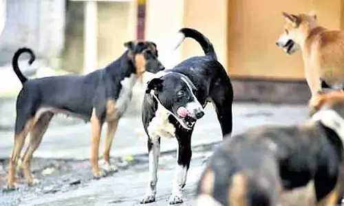 Guntur नगर निगम एबीसी केंद्र स्थापित करने की योजना बना रहा Guntur नगर निगम एबीसी केंद्र स्थापित करने की योजना बना रहा