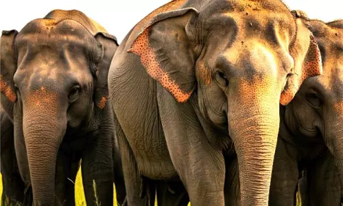 Kerala : जंगली हाथी के हमले में एलन की मां की हालत गंभीर बनी हुई