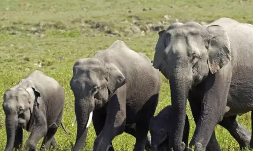 लोनर हाथी का उत्पात, 2 लोगों की मौत