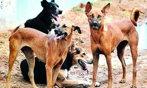 CM ने आवारा कुत्तों द्वारा मारे गए लड़के के परिजनों को 5 लाख देने की घोषणा की