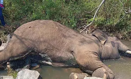 हाथियों के बीच संघर्ष: नर हाथी की मौत हाथियों के बीच संघर्ष: नर हाथी की मौत