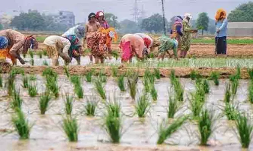 Punjab ने पानी की अधिक खपत करने वाली धान की किस्म पूसा-44 पर प्रतिबंध लगाया Punjab ने पानी की अधिक खपत करने वाली धान की किस्म पूसा-44 पर प्रतिबंध लगाया