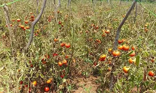 Tamil Nadu : टमाटर की गिरती कीमतों से किसान परेशान