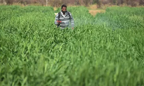 Haryana : राज्य भर में तापमान बढ़ा, गेहूं की फसल के लिए अनुकूल Haryana : राज्य भर में तापमान बढ़ा, गेहूं की फसल के लिए अनुकूल