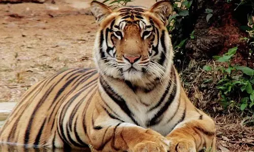 Odisha: वन अधिकारियों को बाघ गणना अभ्यास का प्रशिक्षण दिया गया