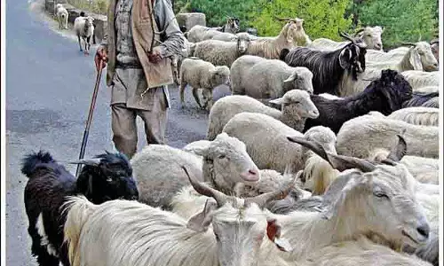 Gaddi चरवाहों ने ऊपरी पहाड़ियों की ओर वार्षिक ग्रीष्मकालीन प्रवास शुरू किया