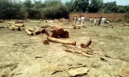 पुष्पा स्टाइल में लकड़ी तस्करी, रायगढ़ में वन विभाग ने पकड़ा