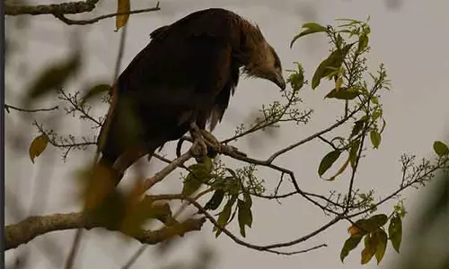 मंगोलिया से लुप्तप्राय चील लगातार 5वें साल प्रजनन के लिए Assam के काजीरंगा लौटी मंगोलिया से लुप्तप्राय चील लगातार 5वें साल प्रजनन के लिए Assam के काजीरंगा लौटी