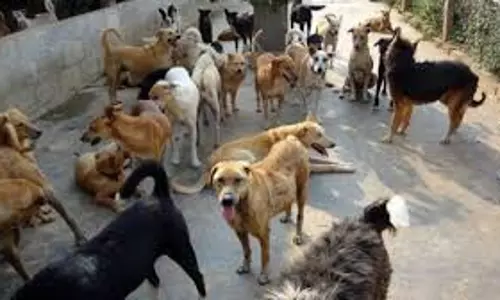 Bareilly: आवारा कुत्तों पर लाखों खर्च, लेकिन सड़कों से नहीं हुआ सफाया