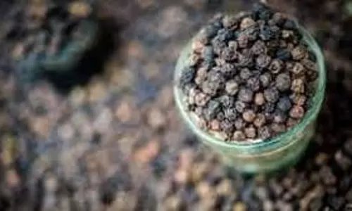 Kerala : काली मिर्च की कीमतें 700 रुपये प्रति किलोग्राम के पार, दशक के उच्चतम स्तर पर पहुंचने की संभावना Kerala : काली मिर्च की कीमतें 700 रुपये प्रति किलोग्राम के पार, दशक के उच्चतम स्तर पर पहुंचने की संभावना