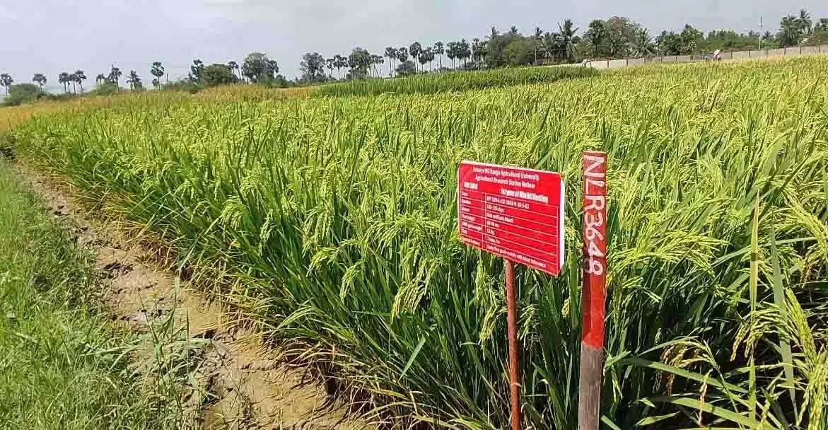 नेल्लोर के ARS ने चावल की नई किस्म विकसित की नेल्लोर के ARS ने चावल की नई किस्म विकसित की
